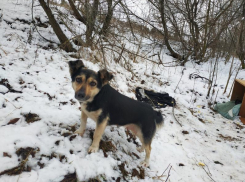 Живодеров, расправившихся с щенками, разыскивают под Воронежем 