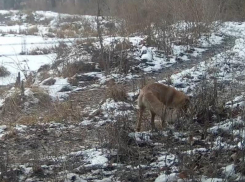 Бесснежные развлечения попали на видео в Воронежском заповеднике