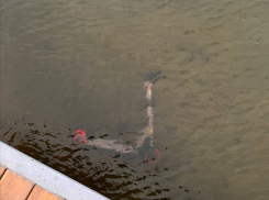 Нечто странное творится с самокатами в Воронеже