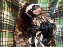 В Воронеже борются за жизнь спасённого из лап птиц хорька