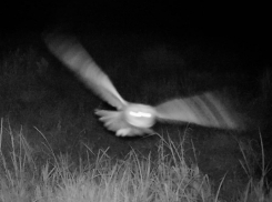 Мистический снимок запечатлела фотоловушка Воронежского заповедника