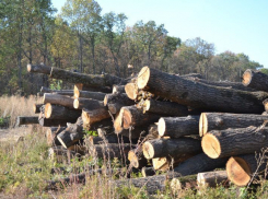 Воронежцы сообщили о безжалостной вырубке 400-летнего леса