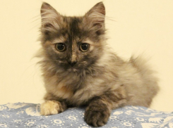 В Воронеже огромной кошке ищут хозяина