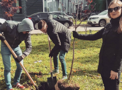 В Воронеже высадили клен с экспериметальным датчиком