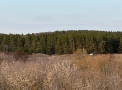 Воронежцам напомнили о штрафах до 400 тыс. рублей за огонь в лесу 