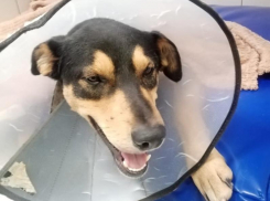 Неизвестный прострелил позвоночник псу в Воронежской области 