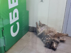 Безудержные собачьи кайфули попали на фото в Воронеже 