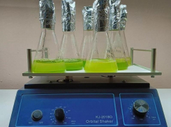 Учёные нашли в Воронеже неизвестный штамм богатых антиоксидантами микроводорослей 