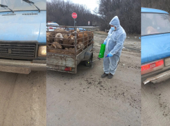 20 незаконных овец задержали на воронежской трассе