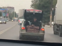 Приоритет картошки над человеком сняли на видео в Воронеже