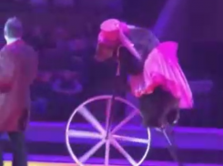 Дикие животные должны жить на воле, а не ездить по стране и развлекать народ, - жительница Воронежа