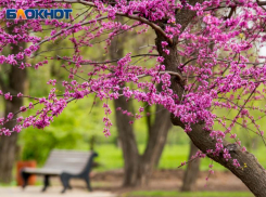 Резкое потепление ожидает воронежцев в середине рабочей недели