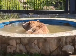 Личный бассейн и “фруктовый лед”: медведи Воронежского зоопарка борются с жарой