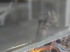 «Заключенная» в шаурмичной попала на видео в Воронеже
