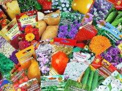 На прилавках Воронежской области появились поддельные семена