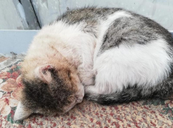 Котик, болеющий кожными заболеваниями, обрел дом в Воронеже