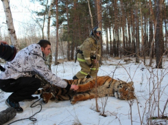Бродившего по Воронежу тигра Шерхана увезли из города