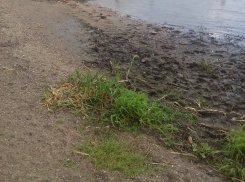 Жалкое состояние пляжа под Воронежем показали на фото