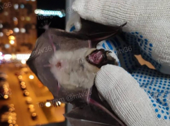 “Ночной кошмар” нагрянул в квартиру воронежцев