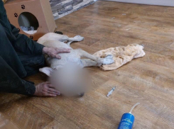 «Вы что творите?» – воронежцы сообщили о массовых отравлениях собак