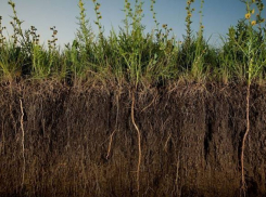 В Воронежской области вывезли чернозем на 10 миллионов рублей