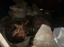 Больше ста килограмм краденой рыбы обнаружила полиция на воронежской трассе
