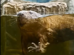 Всем бобра: крайне доброжелательный “воронежец” попал на видео 