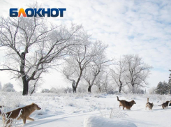 Какая погода будет на 23 февраля в Воронежской области