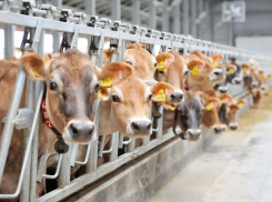 Воронежская область попала в Топ-5 молочных регионов страны 