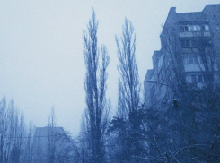 Почти 6 тысяч деревьев посадили за год в Воронеже