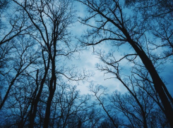 Екатерине Череповецкой, тело которой нашли в воронежском парке, проломили голову 