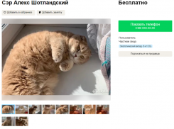 Милого котика-пирожочка бросили на произвол судьбы разводящиеся супруги из Воронежа 