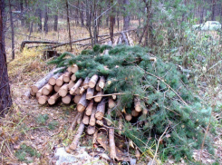 Житель Воронежской области незаконно срубил 20 сосен на 100 тысяч рублей