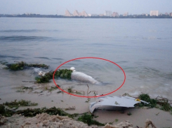 Огромную рыбу выбросило на берег Воронежского водохранилища