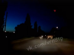 Появление лошадей из ниоткуда снял водитель в Воронеже