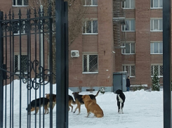 Воронежские студенты и преподаватели: «Огромные стаи бродячих псов нападают на нас каждый день около ВГУ»