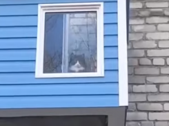 Высоко сижу, далеко гляжу: необычный домик для усатого заметили в Воронеже