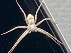 Одного из самых опасных пауков в мире обнаружили в своей машине жители Воронежа