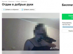 «У меня рак»: жительница Воронежа просит горожан забрать у нее питомцев