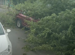 Дерево рухнуло прямо на машину с водителем у воронежского перекрестка 