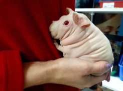 О тяжелой судьбе лысой морской свинки рассказали в воронежском зоомагазине