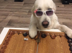 В Воронеже пес играет в нарды с хозяином 