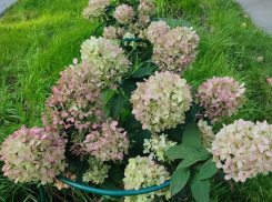 Весна покажет: трактор повредил высаженные горожанами гортензии при уборке снега в Воронеже