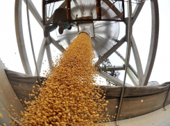 Около 6 млн евро вложат в завод по производству сои под Воронежем