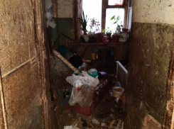 Из воронежской «смердячей» квартиры спасли выживших животных