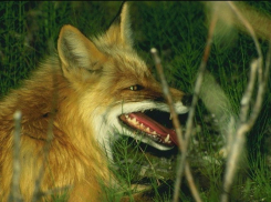 Осторожно. Бешенство