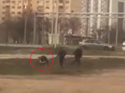 Предысторию погони и «гражданского нокаута» в Шилово опубликовали воронежцы 