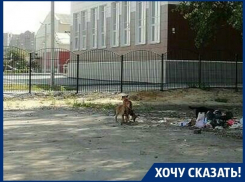 У школы нас поджидают бродячие псы, - мама воронежской первоклассницы