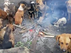 Посиделки собак у костра попали на видео в Воронеже
