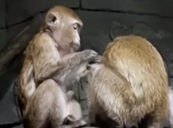 Обезьяний груминг показали в Воронежском океанариуме